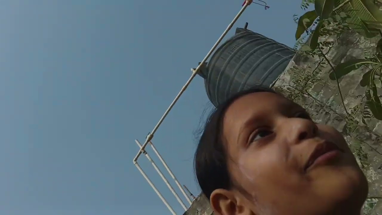 Planting purple heart plant 