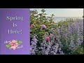 Spring is here  garden tour zone 8a may 2024