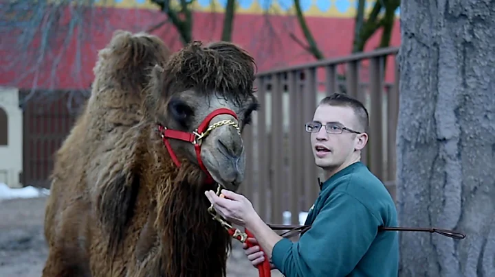 Watch Bactrian camels fed at Rosamond Gifford Zoo
