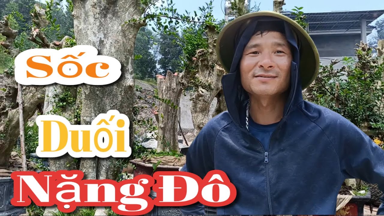 Đột nhập khu vườn có hơn 200 cây duối khổng lồ