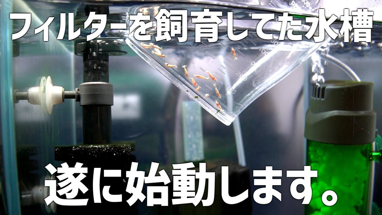 The ultimate aquarium that only had a filter is finally