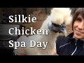 Bathing a Silkie Chicken