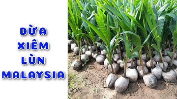 Cây Dừa xiêm lùn Malaysia | 0386569374 - Ngọc Ngân Bến Tre | Chuyên cây độc lạ