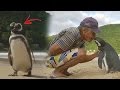 No Creerás la Historia de este Pingüino y El Hombre que salvo su vida