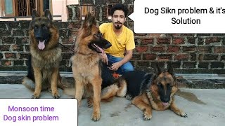 German Shepherd- Skin problem and it's solution