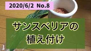 多肉植物 観葉植物 100均 サンスベリアの植え付け お正月にダイソーで購入 セラミスで Dracaena Trifasciata Youtube