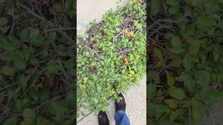 Moment of Impact (a sudden  stop recorded @exact time body contacted illusion in window