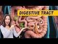 Digestive Health: Normal vs. Constipated Digestive Tract #DigestiveHealth #Constipation  #GutHealth