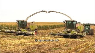 Maishäckseln • Maisernte • Gut Hohen Luckow • Lohnunternehmen Stotz • Claas • John Deere • Case