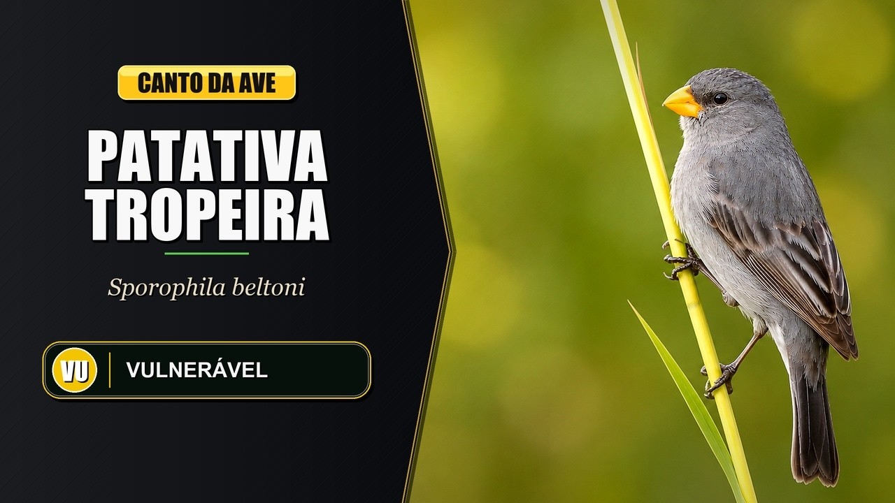 canto-da-patativa-tropeira-patativa-de-bico-amarelo-tropeiro