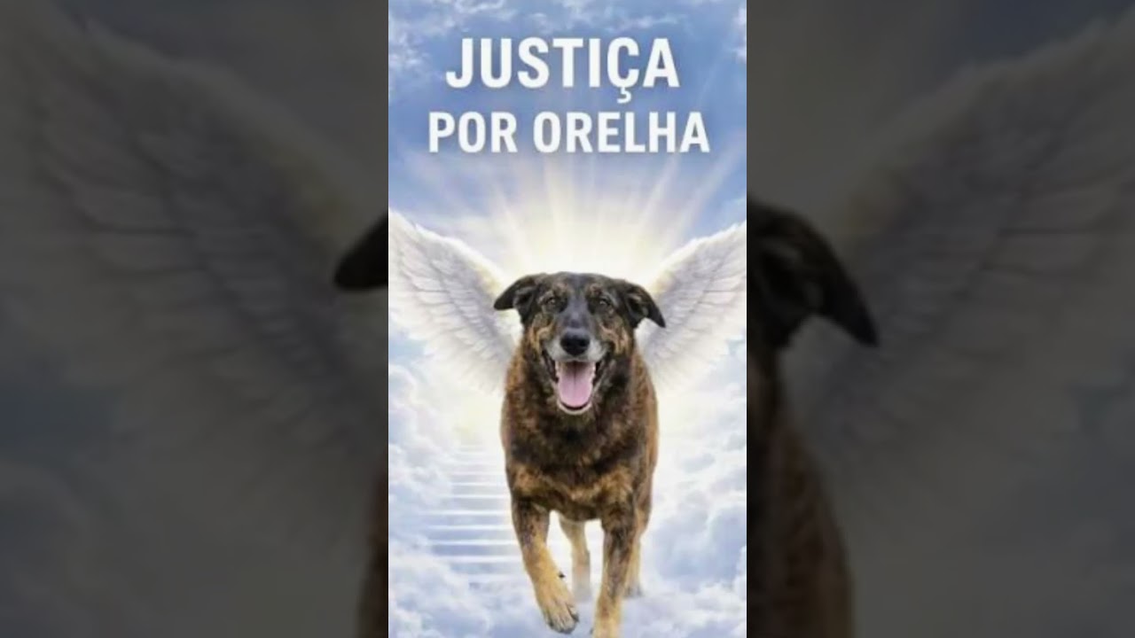 Justiça pelo Cachorro Orellha