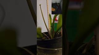 LIVE V2 Dark Lineage Venus Flytrap Flowering in the Dark | Bio-Inductive Morphogenesis