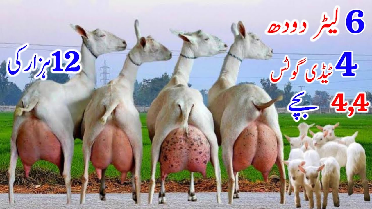 Beautiful Tadi Burberry Goat World Champion Gulabi Teddy Goat Farm Tadi Goat Farming in