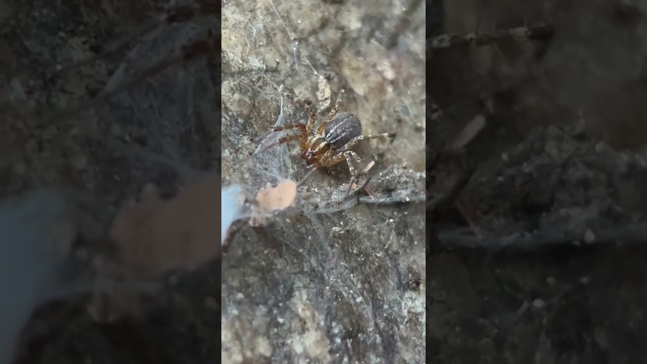 Grass spider guarding her egg sack 🥚 