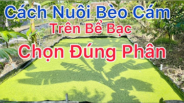 Cách Nuôi Bèo Tấm Trên Bể Bạc | An Mê Kông