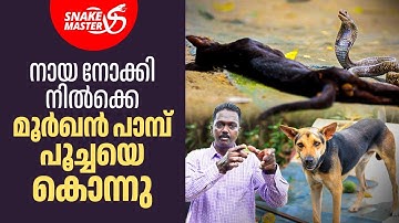 മൂർഖൻ പാമ്പ് പൂച്ചയെ കൊന്നു, വാവയെ കടിച്ചു | Snakemaster 1098 | Vava Suresh