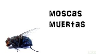 Cuidado con las moscas muertas!