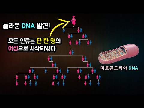 "미토콘드리아 DNA" 모든 인류는 단 한 명의여성으로 시작되었다 !!!!