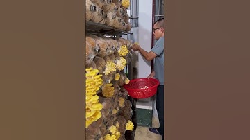 Harvesting straw mushrooms #shorts