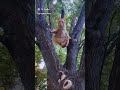 гимнастики шортс