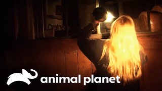 Mamá osa y sus crías intentan entrar a una casa familiar | Alerta: osos intrusos | Animal Planet