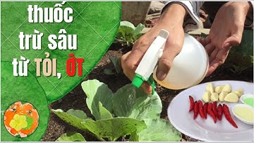 Cách làm thuốc trừ sâu sinh học từ Tỏi Ớt hiệu quả cao vô cùng đơn giản!