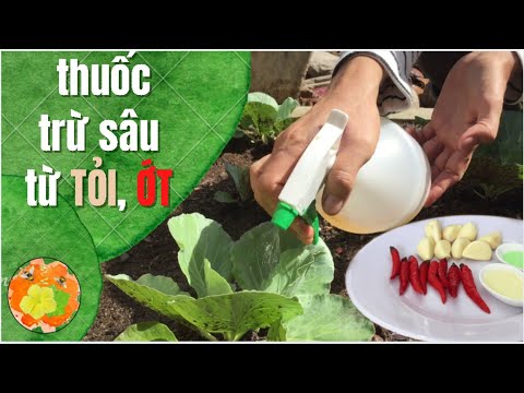 Video Cách làm thuốc trừ sâu sinh học từ Tỏi Ớt hiệu quả cao... - youtube