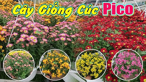 Cúc Pico Trồng Chậu - Cây Giống Cúc Pico