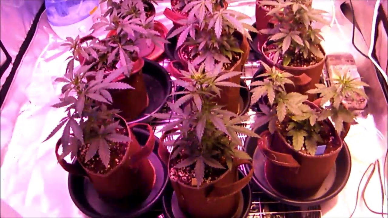 indoor growing canada