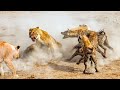 Гиеновидные собаки нападают на льва. Самые эпичные битвы диких животных "за 5 минут"