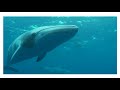 Saving marine life could be as easy as adjusting the volume