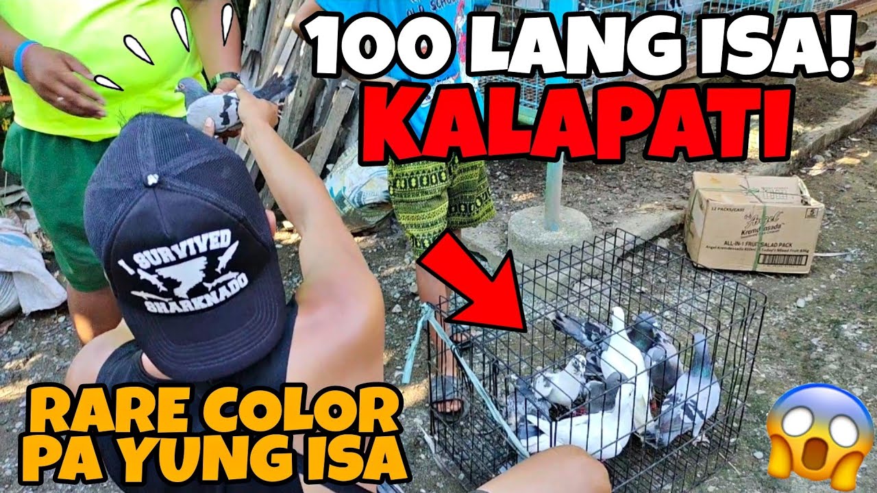 PAKYAW KALAPATI SOBRANG MURA 100 LANG ISA! DAMI KONG BINILI MAY RARE