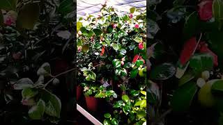 shorts che Meraviglia cameliapiante giardinogirando obichieti   italia