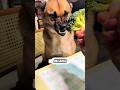 Why Big Dog Food Companies Hate This Video🚫🐶 #pets #animals #shorts #shortsfeed #dog #doglife #food