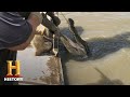 Swamp People: Hunting the Black Gold Gator (Season 10) | History