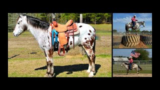Leopard Appaloosa Trail/Driving/Ranch/Buggy Gelding For Sale