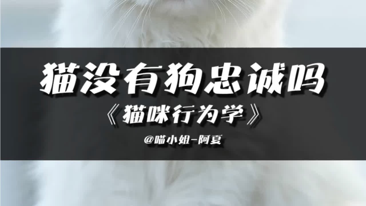 猫真的没有狗忠诚吗？ YouTube