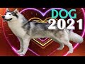 Dog Horoscope 2021 |✩| Born 1934, 1946, 1958, 1970, 1982, 1994, 2006, 2018