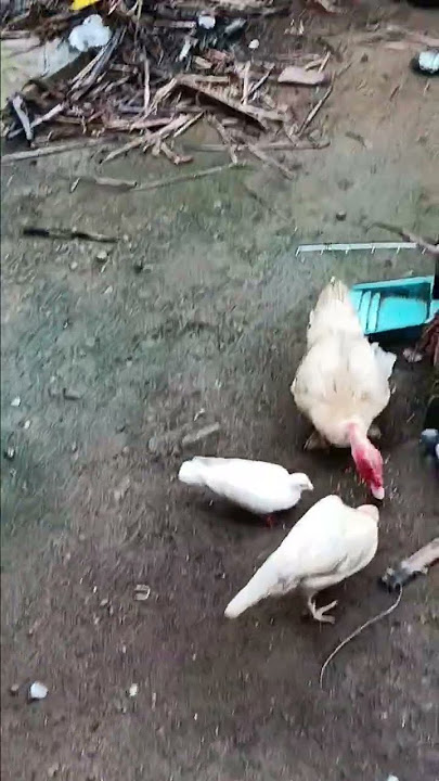 May nakasama ibang lahi#viral sound #buhayprobensya #dailyvlog #071825