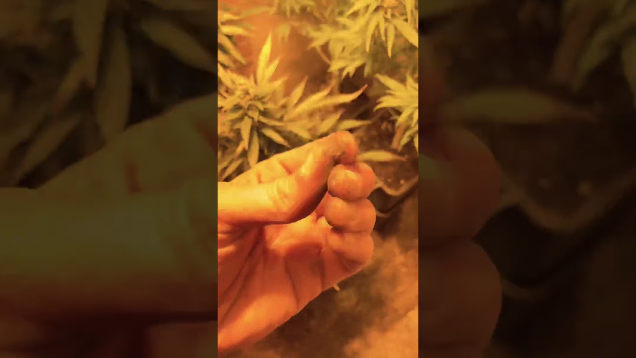 OG Kush- while cutting bushes, got alot of THC