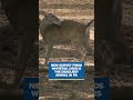 Whitetail deer are the deadliest animal in PA? | Shapiro joins 20+ states in White House lawsuit