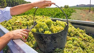 Crazy processing machine 2018 | Grapes Processing