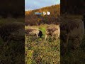 Наші 🐏🐑 shorts #2025 #ukraine #dorper #sheep #черник #закарпаття #вівці #черник #село #осінь #гори