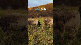 Наші 🐏🐑 shorts #2025 #ukraine #dorper #sheep #черник #закарпаття #вівці #черник #село #осінь #гори