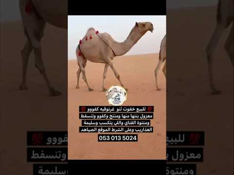 خفوت كفو ثنو غرنوقيه علومها بالإعلان