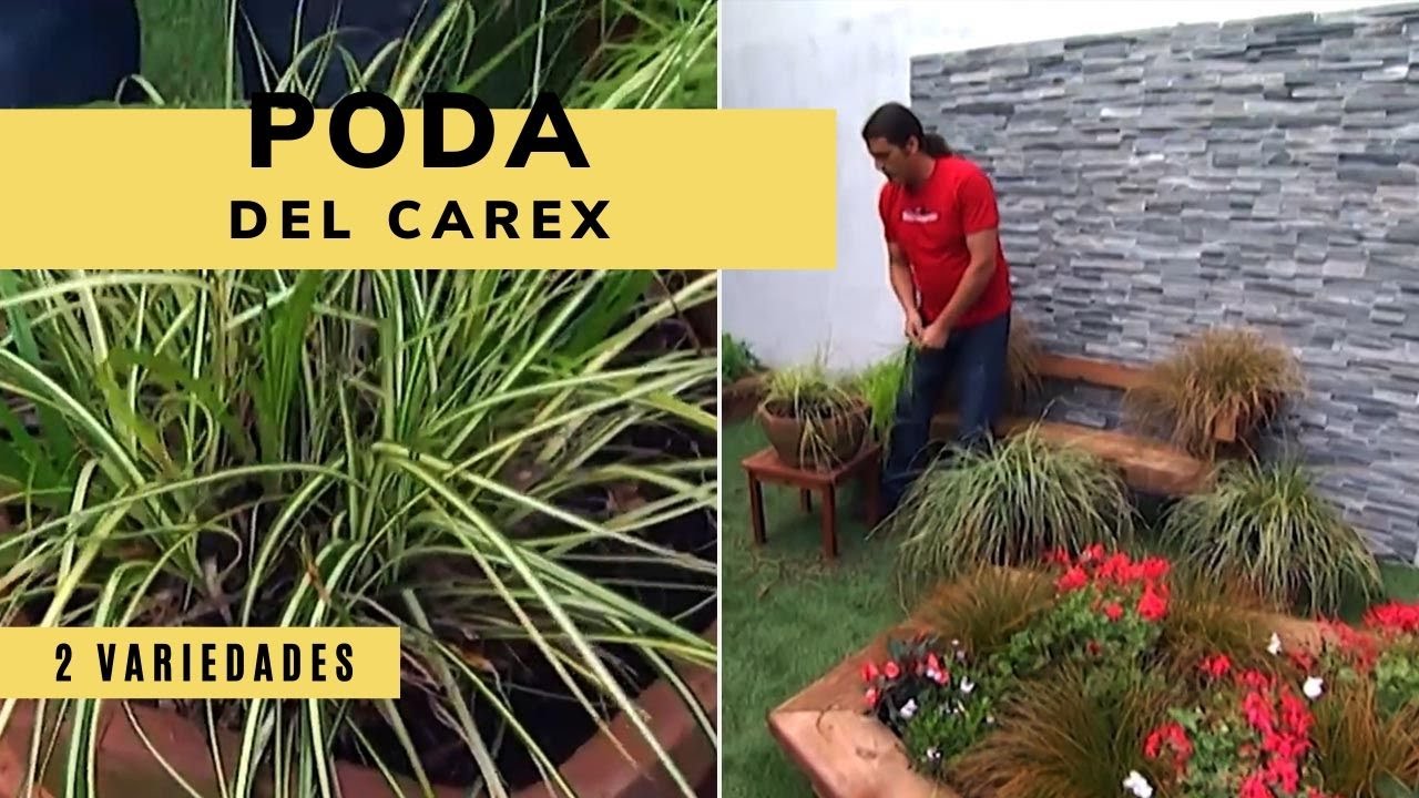 Poda del carex - Bricomanía - Jardinatis