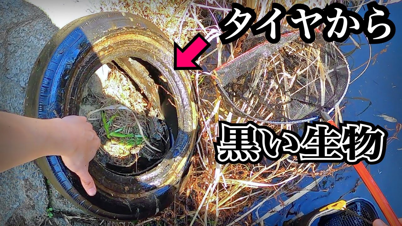 水路から引き上げたタイヤの中から次々と…
