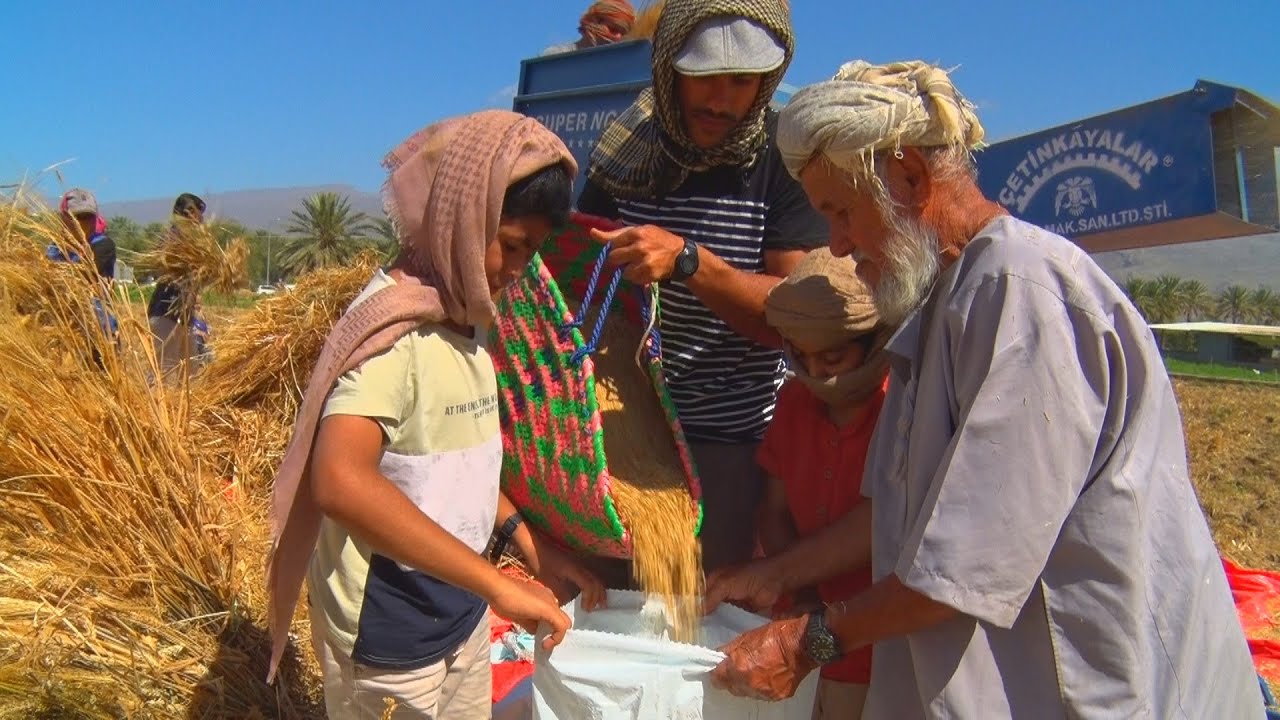 موسم حصاد محصول القمح بطوي الزامة بولاية الحمراء لعام 2020م Wheat harvest in Sultanate of Oman