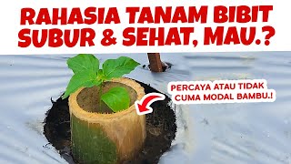 ANDAI SEMUA TAU, SEMUA BIBIT BISA SUBUR DAN SEHAT CUMA MODAL BAMBU. MAU.??? | Tanah & Tanaman | Cabe