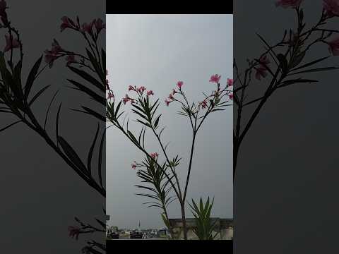 Dil Ko sukun Dene wali jagh#nature #plants #😍🌿🪴